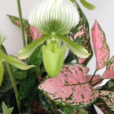 Paph031+觀葉