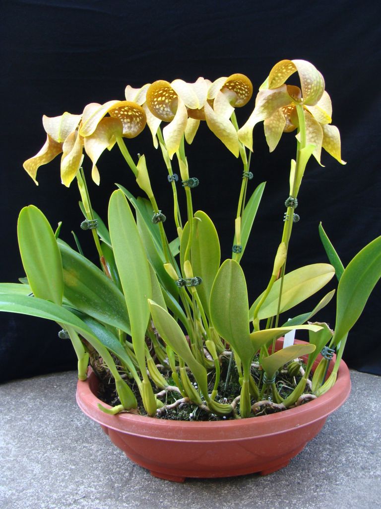 ☆☆洋蘭☆☆ Bulb. grandiflorum 'Big City' AM/JOS バルボフィラム グランディフロラム | 野中洋蘭園