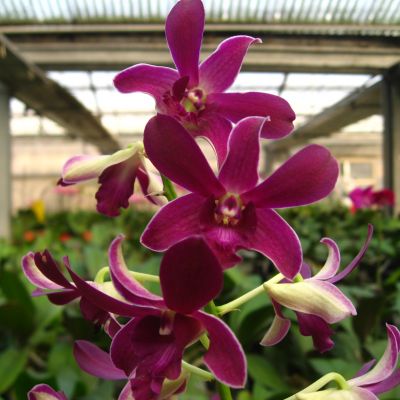 Den. Blue Violetta (RED)