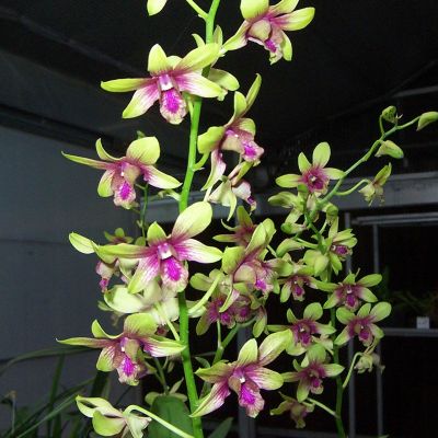 Den. Burana Emerald (M)