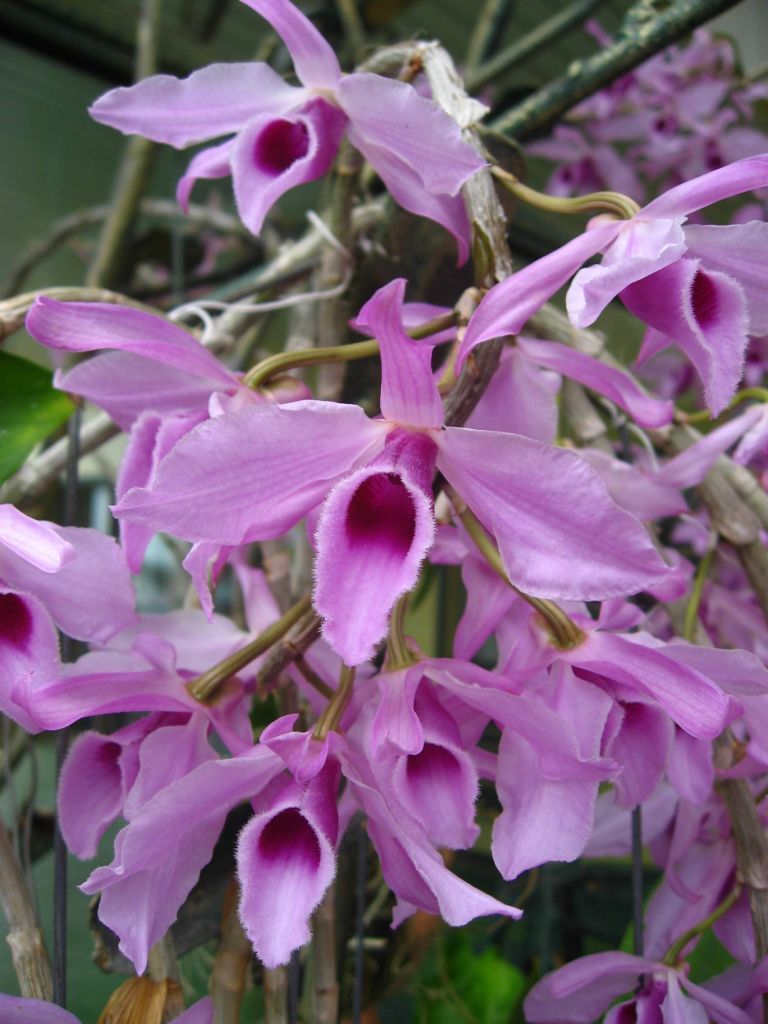 Den. (pierardii x Nestor) DENDROBIUM ORCHIS FLORICULTURING INC.