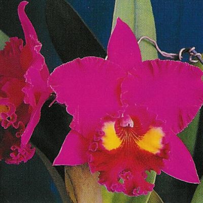 Rhyncholaeliocattleya Sweet Anniversary 'Yellow Eye'