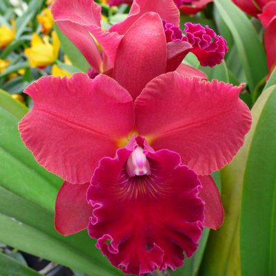 Rhyncholaeliocattleya Red Crab 'Kuan Hiao#10'