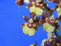 Oncidium Green Valley Honey 'Sweet Lady'