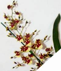 Oncidium Space Race 'CoCo'