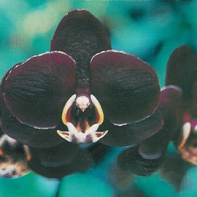 Dtps. Black Butterfly ‘ORCHIS’