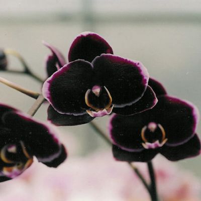 Dtps. Black Butterfly ‘ORCHIS-01’