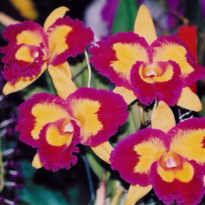 Rhyncholaeliocattleya Taiwan Queen 'ORCHIS'