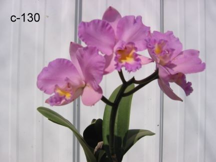 カトレア オーチス農業開発会社（株）