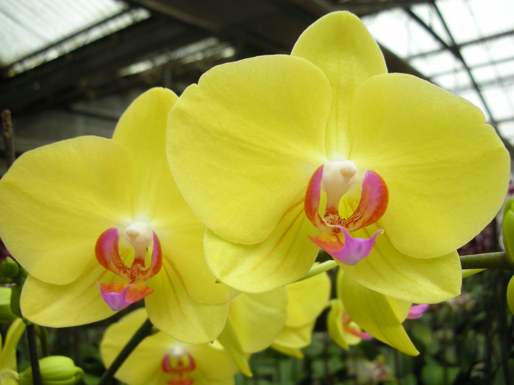 Dtps. Sunrise Star 'ORCHIS' 胡蝶蘭 オーチス農業開発会社(株) Dtps. Sunrise Star 'ORCHIS' 胡蝶蘭 オーチス農業開発会社(株)