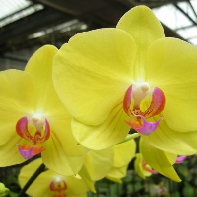 Dtps. Sunrise Star ‘ORCHIS’