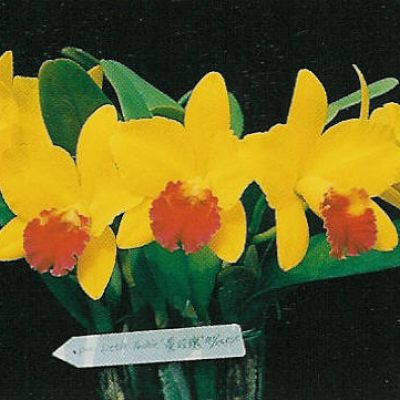 Rhyncholaeliocattleya Little Toshie 'Yellow Rose' AM/OSROC