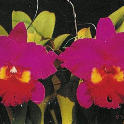 Rhyncholaeliocattleya Herons Roon 'Grape Land'