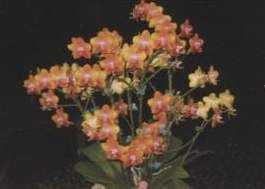 Dtps. Gan Lin Sunset 'Orange'