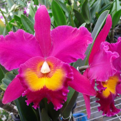 Rhyncholaeliocattleya Sanyung Ruby 'ORCHIS'