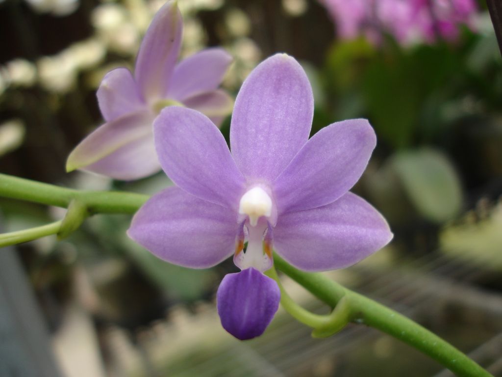 Орхидея summer rose blue star фото