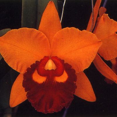 Rhyncholaeliocattleya Chunyeah 'TU#2'