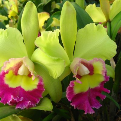 Rhyncholaeliocattleya Three Suns 'ORCHIS'