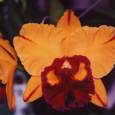 Rhyncholaeliocattleya Tainan Gold 'ORCHIS'