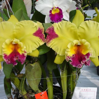 Rhyncholaeliocattleya Hwa Yuan Grace 'Cat King'