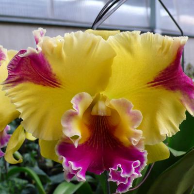 Rhyncholaeliocattleya Hwa Yuan Grace 'Cat King'