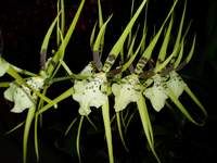Brassia (Verrucosa-Rex) ‘ORCHIS’
