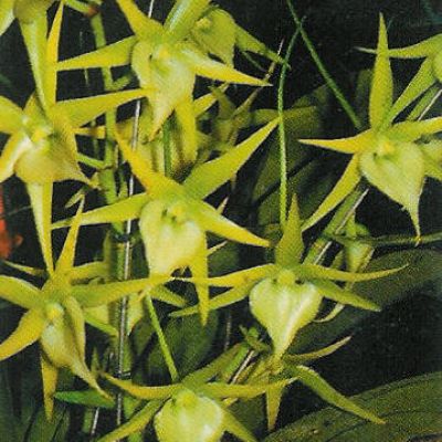 Angcm. Orchidglade ‘M’
