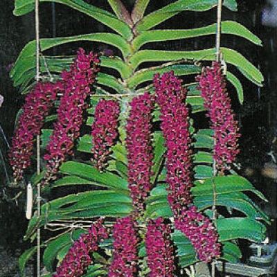 Rhy. Gigantea (Red)(Hybrid)