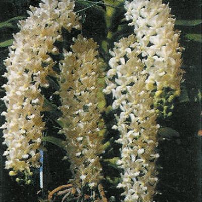 Rhy. Gigantea (White) (Hybrid)