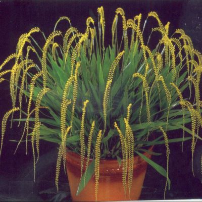 Dendrochilum Cobbianum