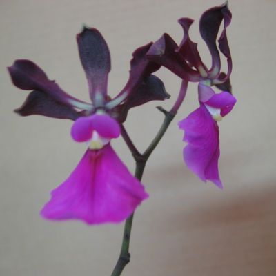 Epi. Cordigerum