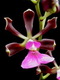 Encyclia cordigera 'Red Lip' その他属 オーチス農業開発会社（株）