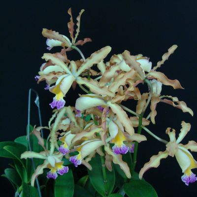 Laeliocattleya Tzeng-Wen Bells