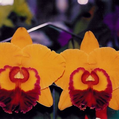 Rhyncholaeliocattleya Chunyeah 'Good Life'