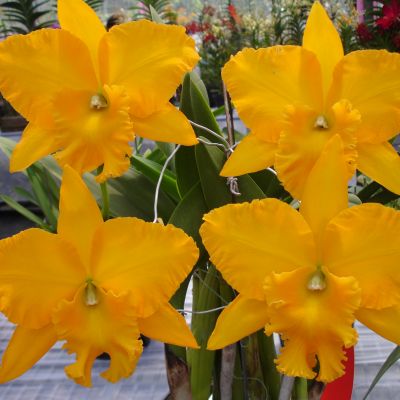 Rhyncholaeliocattleya Haw Yuan Gold 'O-2'  FCC/ RHS  AM/ AOS