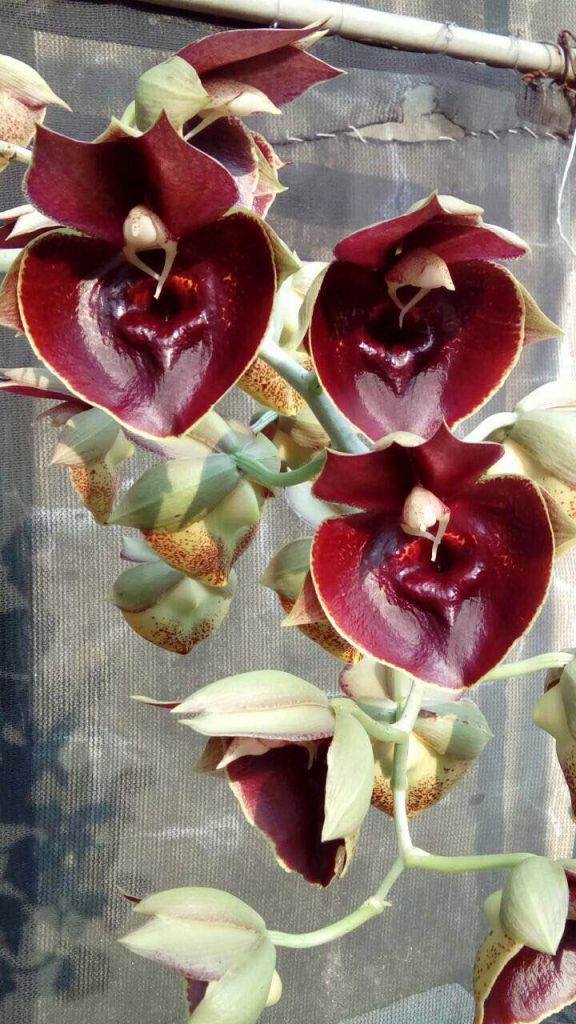 Catasetum Orchidglade 'Jack of Diamond' その他属 オーチス