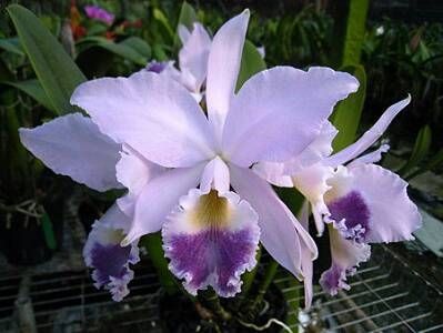 C Labiata Var Coerulea Sib Other Varieties Orchis Floriculturing Inc