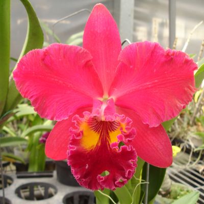 Rhyncholaeliocattleya Ahchung Ruby 'Red Star'