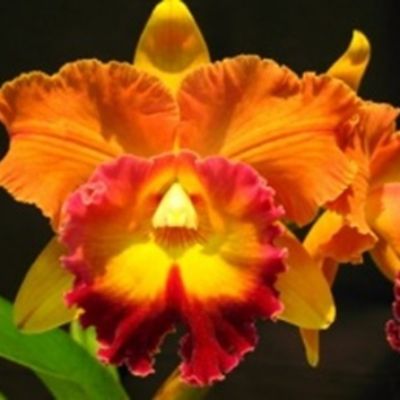 Rhyncholaeliocattleya Taiwan Ruby 'Magic'  