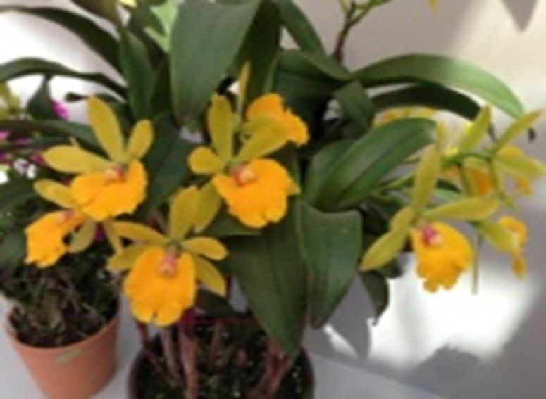 Epicattleya Rene Marques X Rhyncattleanthe Free Spirit Japanese Style Cattleya Orchis Floriculturing Inc