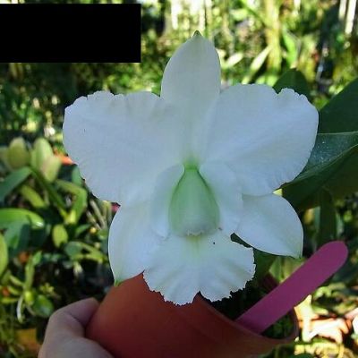 Cattleya Aloha Case var alba * sib
