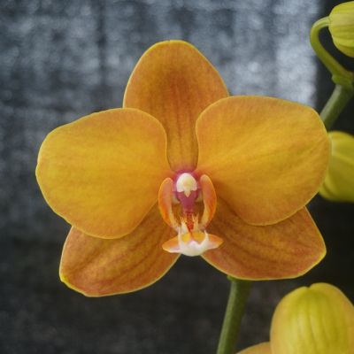 Phalaenopsis Fuller's Candy 'Orange'