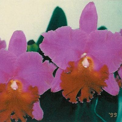 Rhyncholaeliocattleya Memoria Crispin Rosales 'Victory' AM/OSROC