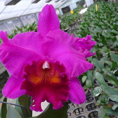 Rhyncholaeliocattleya Memoria Crispin Rosales 'Victory' AM/OSROC