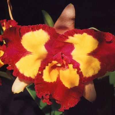 Rhyncholaeliocattleya Chinese Beauty 'Orchid Queen' AM/OSROC