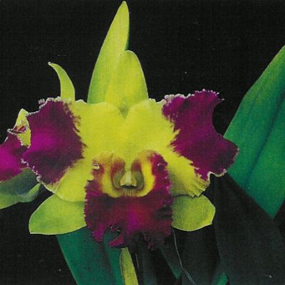 Rhyncholaeliocattleya Kat Red Panda 'TOTOLO'