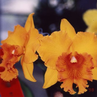 Rhyncholaeliocattleya Apricot Flare 'Ta Tong'