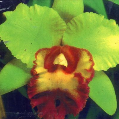 Rhyncholaeliocattleya Young Kong 'Green'