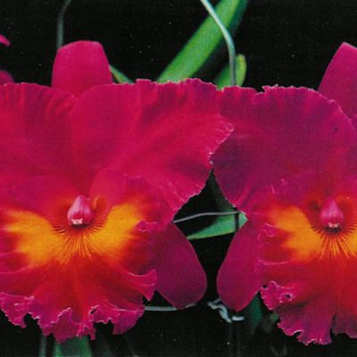 Rhyncholaeliocattleya King of Taiwan 'ORCHIS'