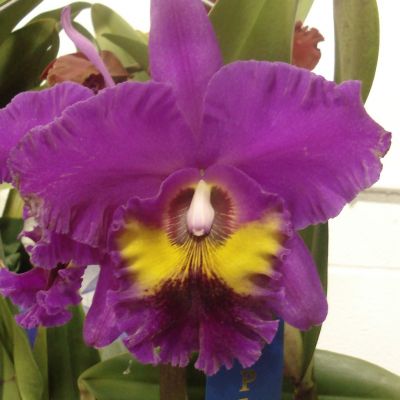 Rhyncholaeliocattleya King of Taiwan 'ORCHIS'